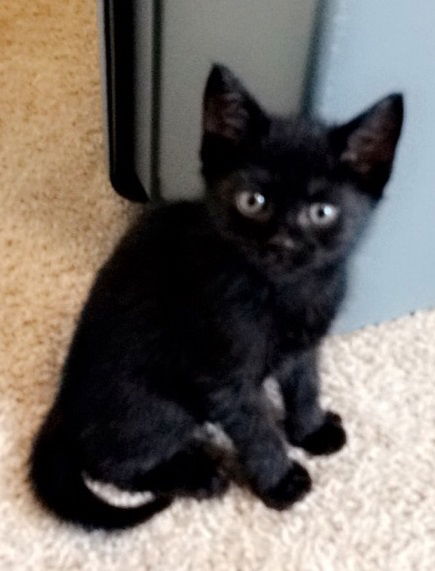 Pepper