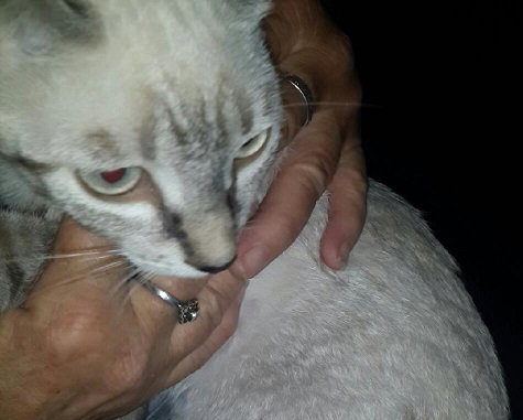 Brie the Lynx Point Siamese