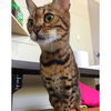 Cairo the 4 Paw Declawed Glitter Bengal