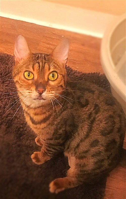 Cairo the 4 Paw Declawed Glitter Bengal