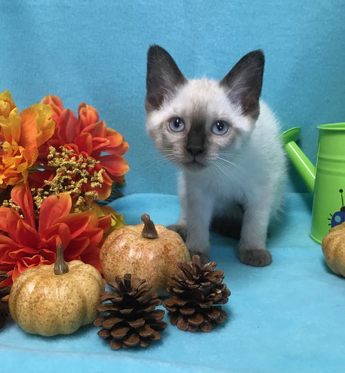 Catpuccino the Siamese Kitten