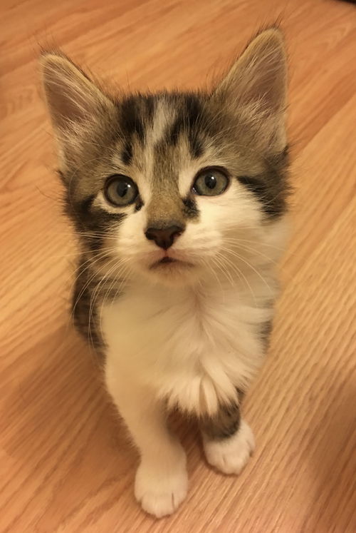 Husky