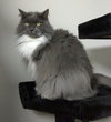 Tulip the Magnificent Declawed Beauty