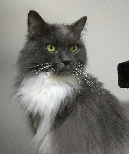 Tulip the Magnificent Declawed Beauty