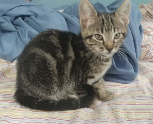 Artemis
