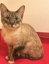 Slinky the Lynxpoint Siamese