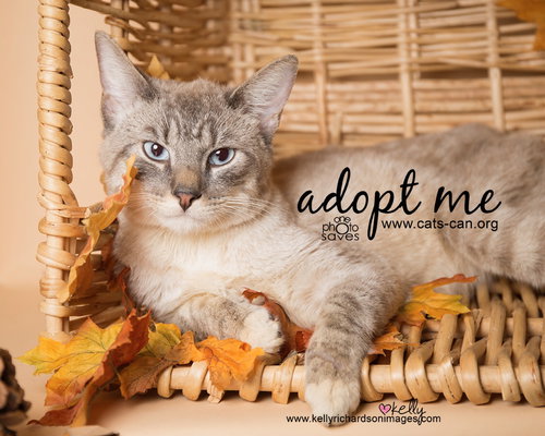 Slinky the Lynxpoint Siamese