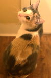 Autumn the Calico Beauty