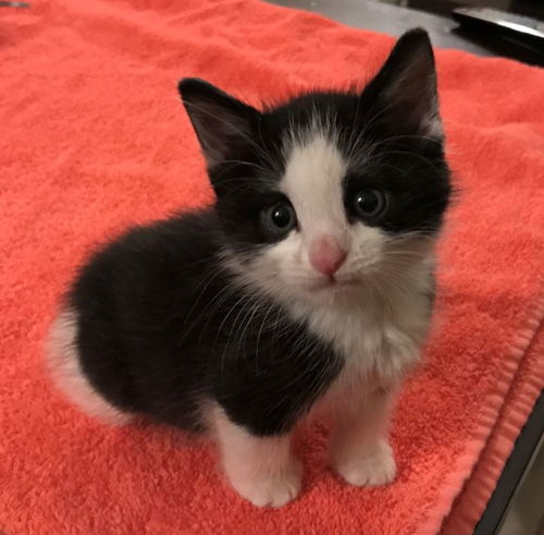 Penelope