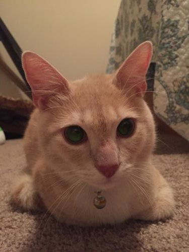 Oscar