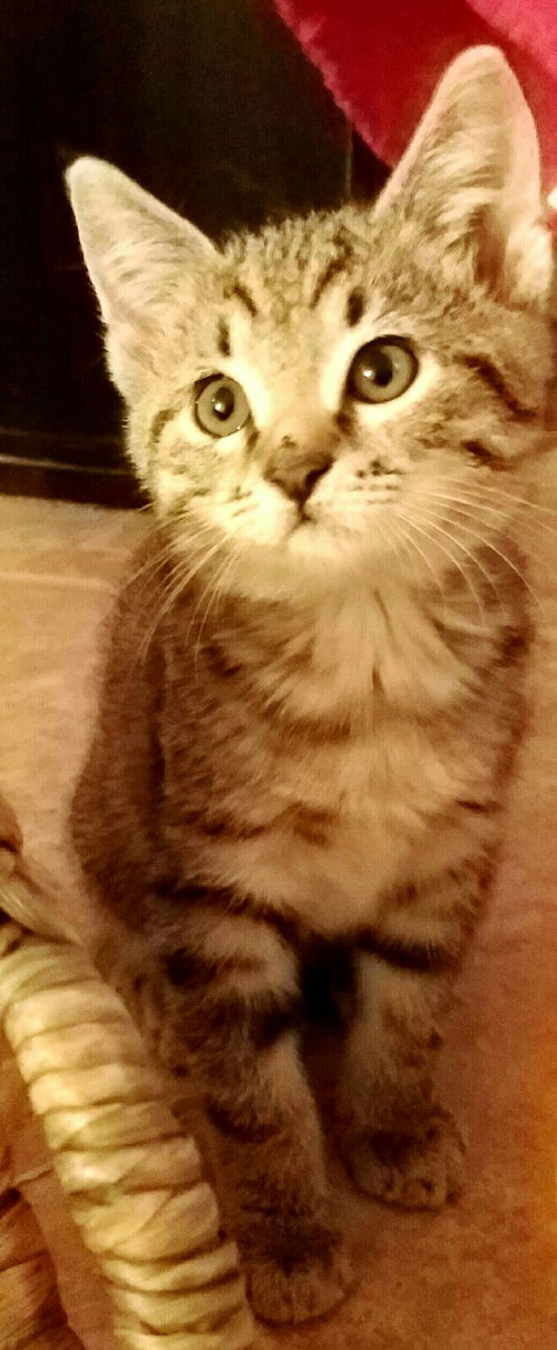 Penny
