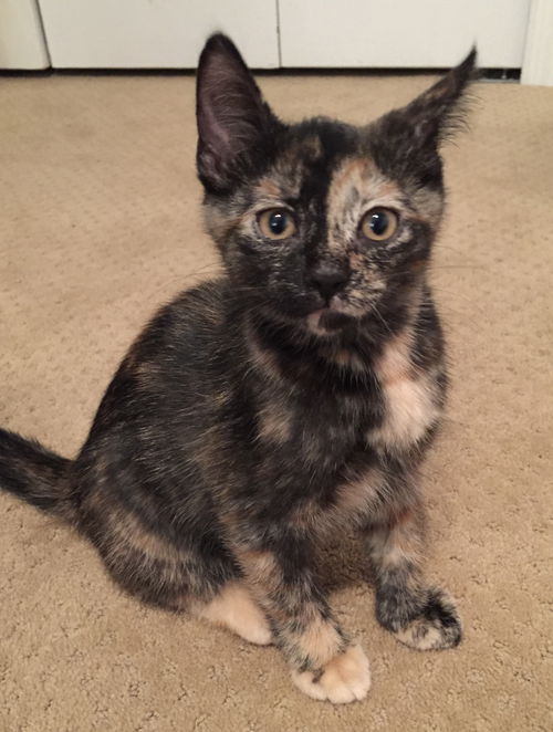 Pepper