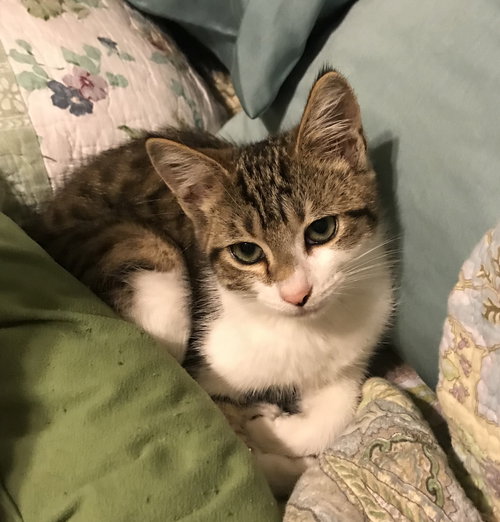 Spook the Sweetheart