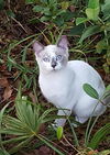 Graham the Snowshoe Siamese