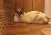 Graham the Snowshoe Siamese