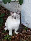 S'mores the Lynx Point Siamese
