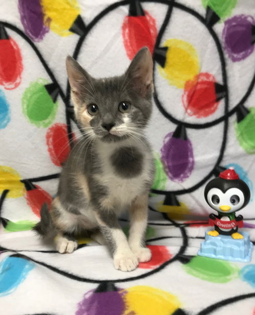 Dottie
