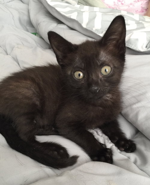 Miracle the Tiny Girl Kitten