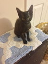 Miracle the Tiny Girl Kitten