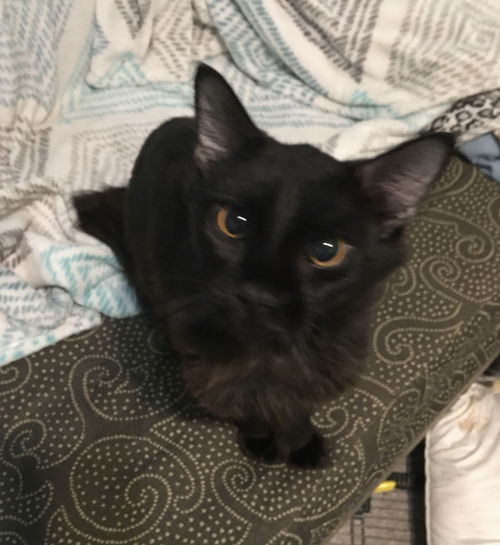 Sammy the Long Hair Boy