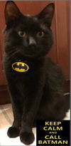 Batman the Long-Hair Purr Machine