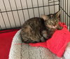 Spoink the Sweet Torbie