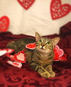 Spoink the Sweet Torbie