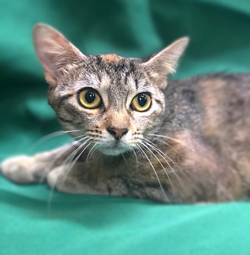 Spoink the Sweet Torbie