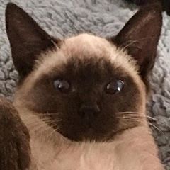 Simon the Chocolate Point Siamese Kitten