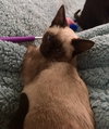 Simon the Chocolate Point Siamese Kitten
