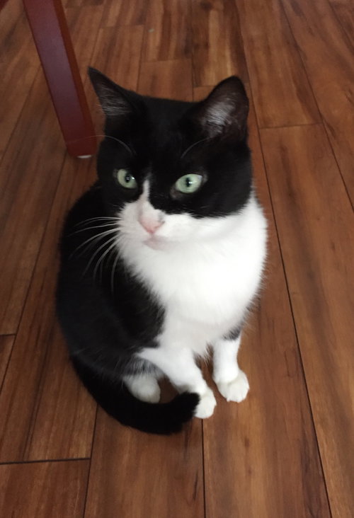 Sheba the Declawed Beauty