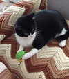 Sheba the Declawed Beauty