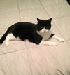 Sheba the Declawed Beauty