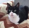 Sheba the Declawed Beauty