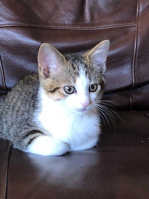 Enchilada
