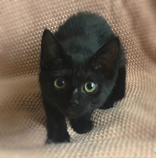 Pepper