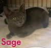 Sage