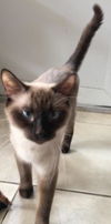 Lauren the Seal Point Siamese Lady