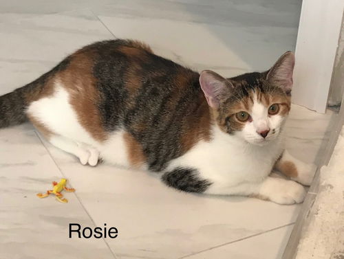 Rosie