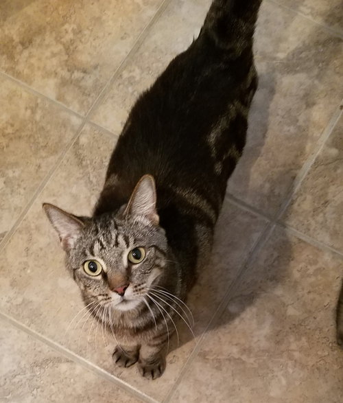 Miss Kitty