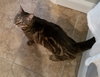 Miss Kitty