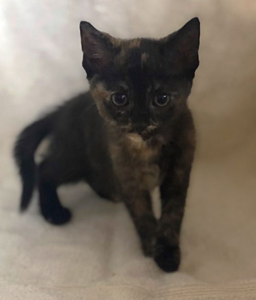 Kona