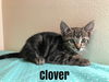 Clover