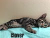 Clover