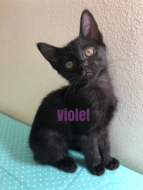 Violet