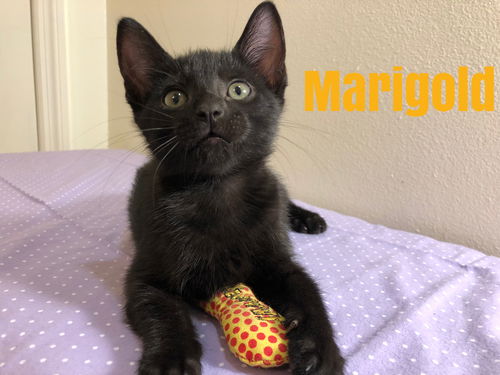 Marigold