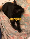 Marigold