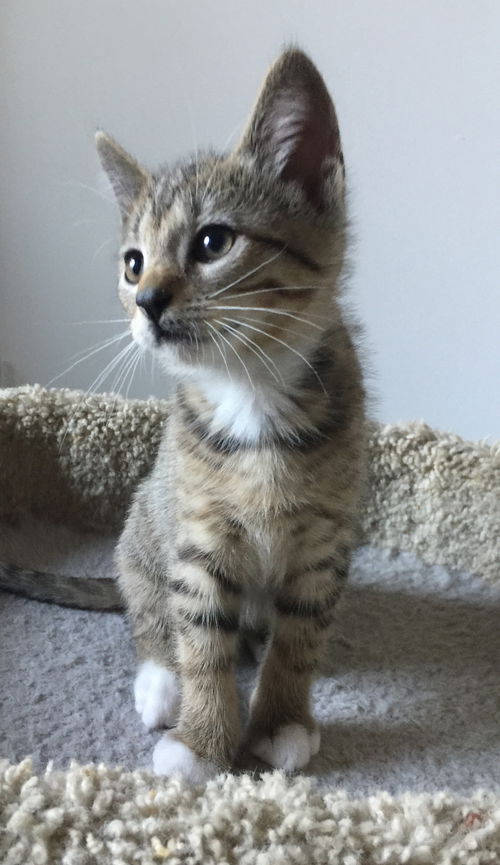 Kuzya