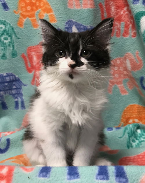 Jinxi