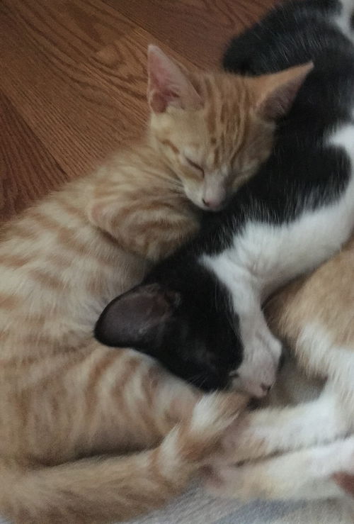 Tango